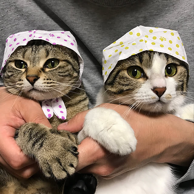 部屋全体/ガチャガチャ/インテリアじゃなくてごめんなさい/猫/ねこと暮らす...などのインテリア実例 - 2018-07-19 22:21:43