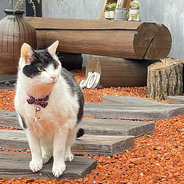 nekosamaさんの実例写真