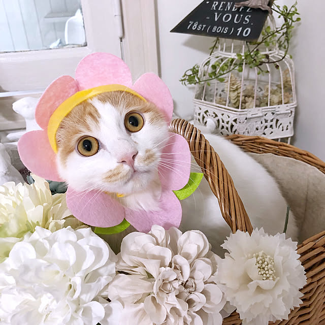 yuchiさんの実例写真