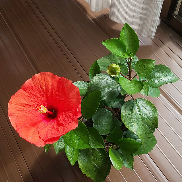 yumahaさんの実例写真