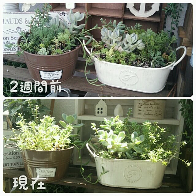 yukiさんの実例写真