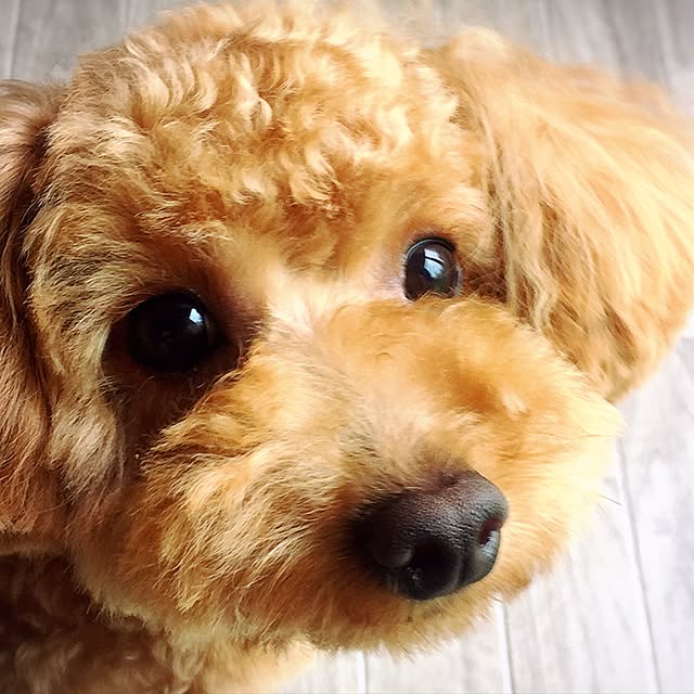 hamuさんの実例写真