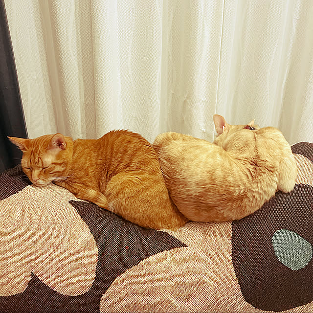 yhksさんの実例写真