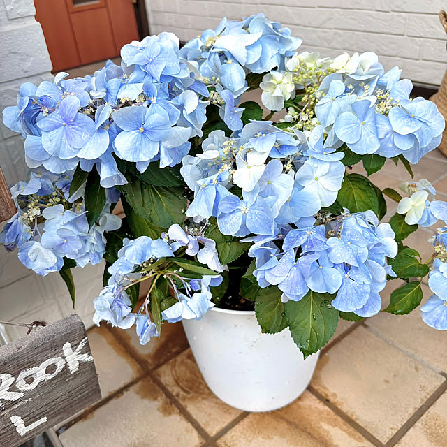 serotiさんの実例写真