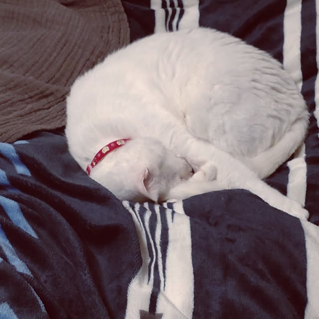 lelielさんの部屋