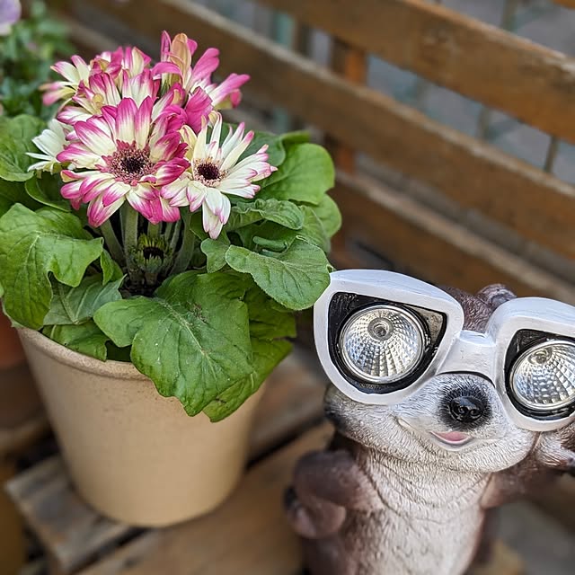 mofukoさんの実例写真