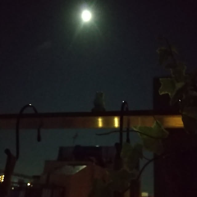 noaさんの実例写真