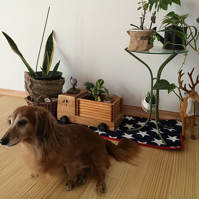 pinanakoさんの実例写真