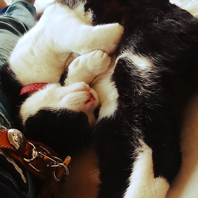 nekoandouさんの実例写真
