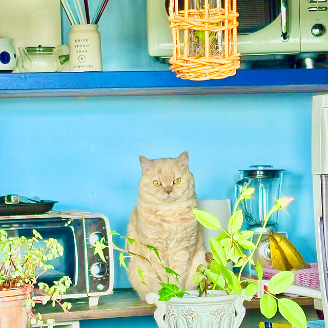 naokoさんの部屋