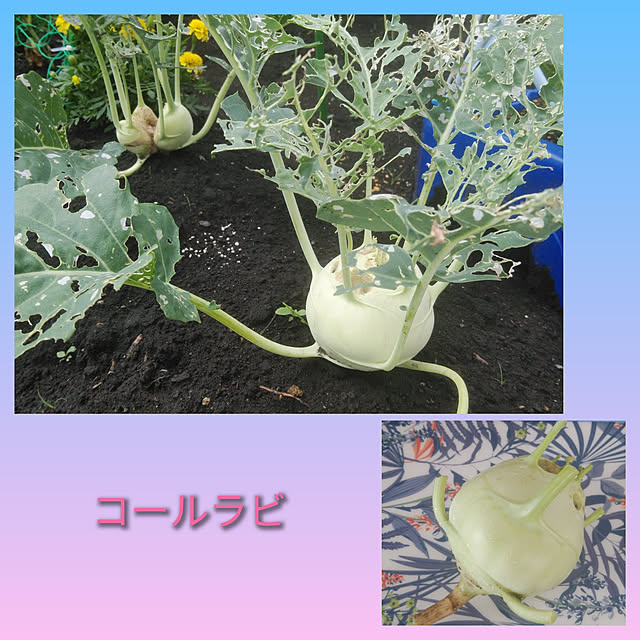 haruharuさんの実例写真