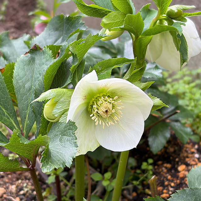 buchiさんの部屋