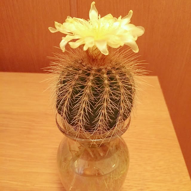 kazuさんの実例写真