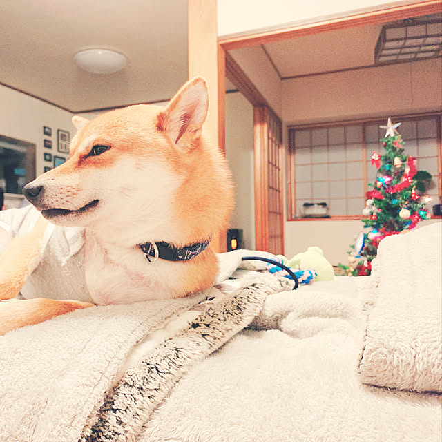 tanyuumoさんの実例写真
