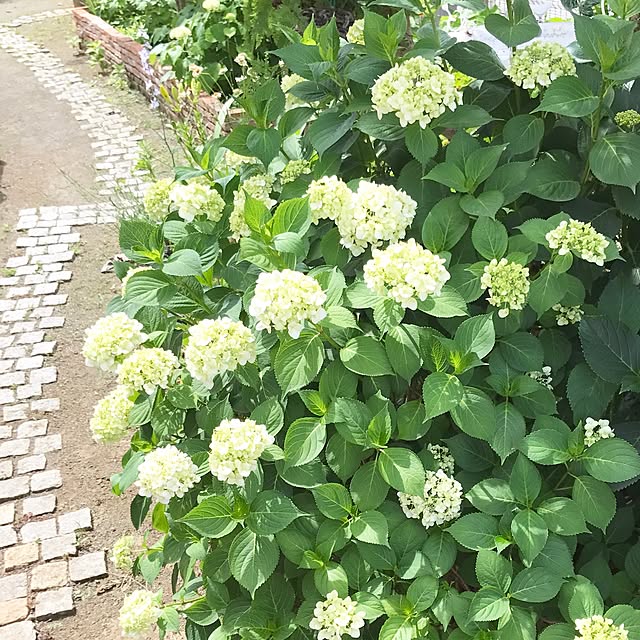 samanthakitchenさんの実例写真