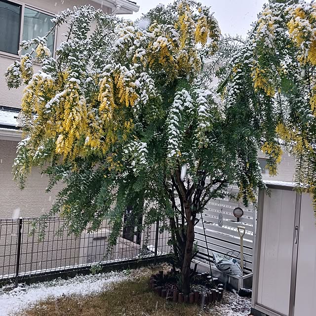 merciさんの部屋