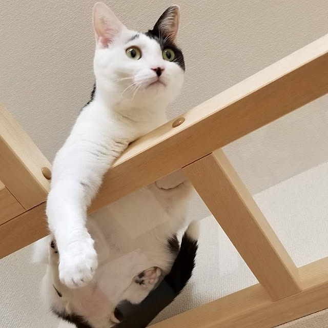 sachimaruさんの実例写真