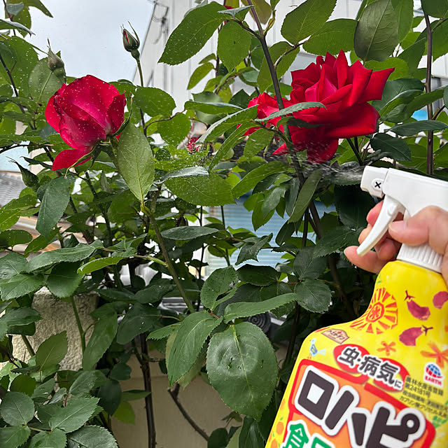 maayaさんの部屋