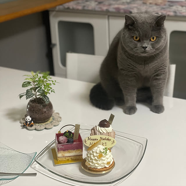 kittyさんの実例写真