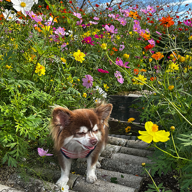 chIoeさんの部屋