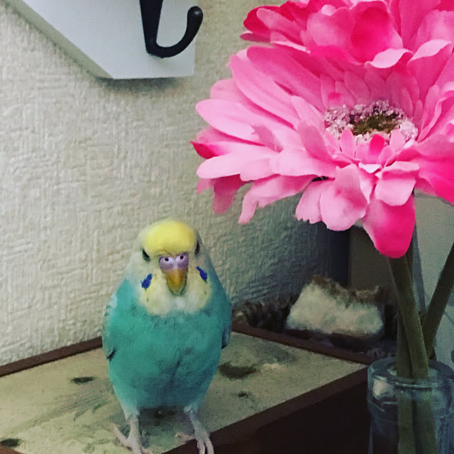 Mozumama6789さんの実例写真