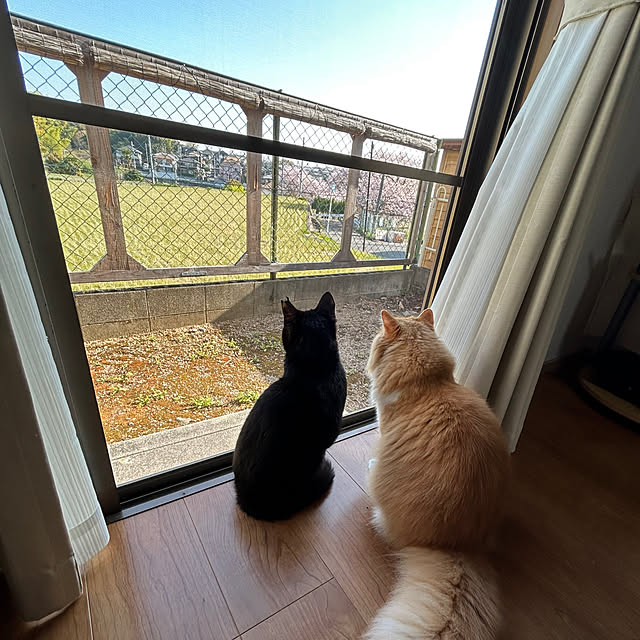 junさんの実例写真
