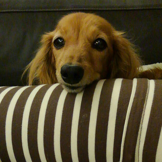 minnieさんの実例写真