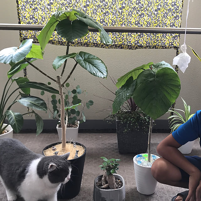 noikoさんの実例写真