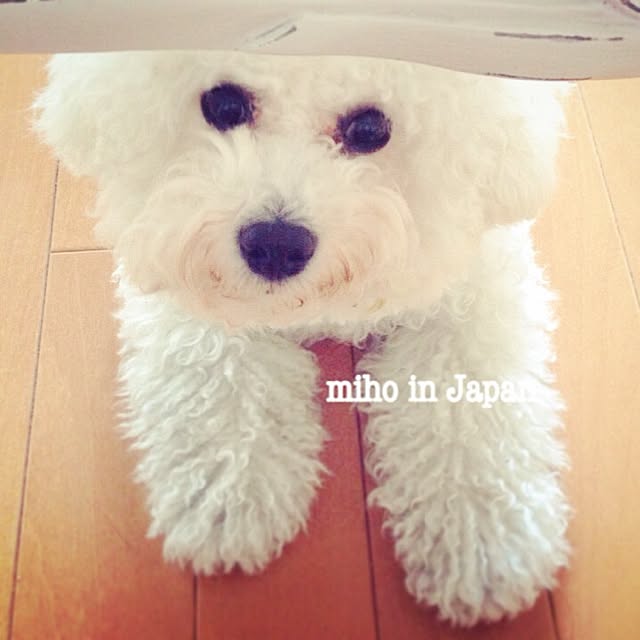 mihoさんの実例写真