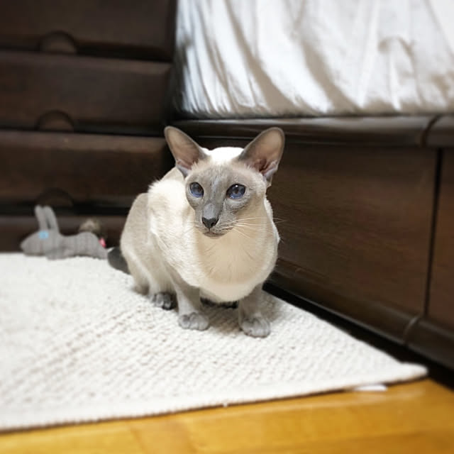 mujinekoさんの実例写真