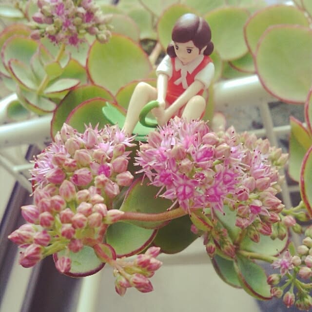 akr29さんの実例写真