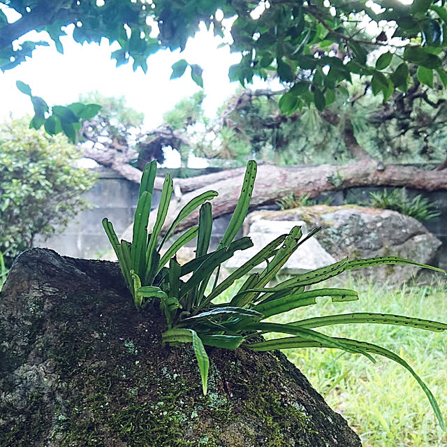kaorinaさんの実例写真
