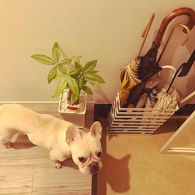 wjs1028さんの実例写真