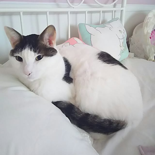 sakuraさんの実例写真
