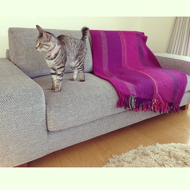 kokedamaさんの実例写真