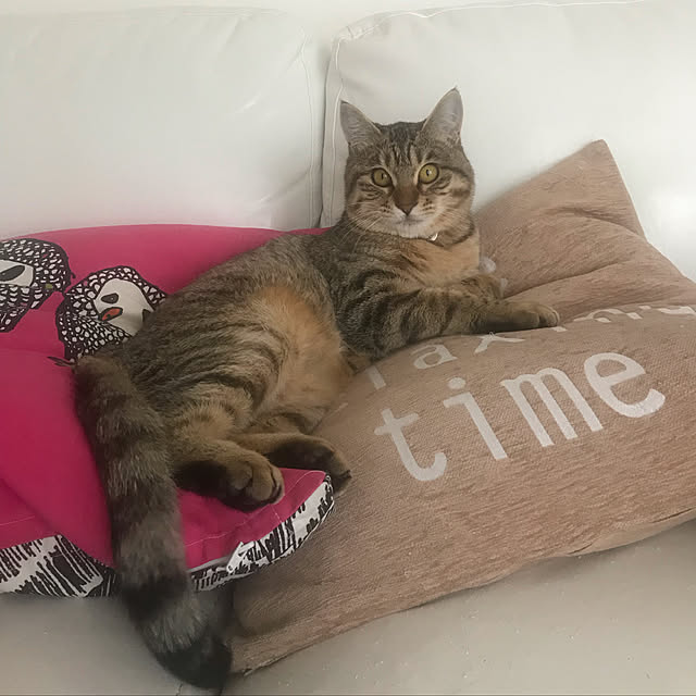 chamaさんの実例写真