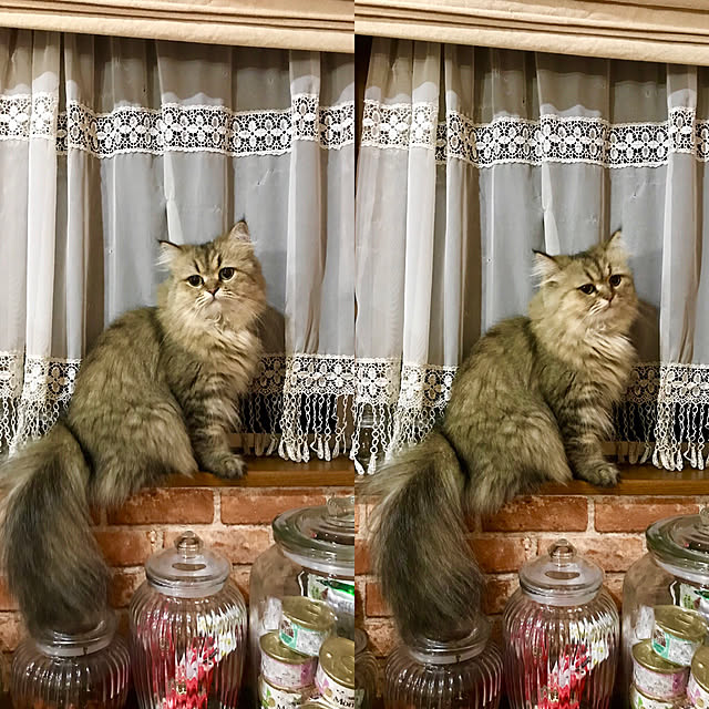 butachanさんの実例写真