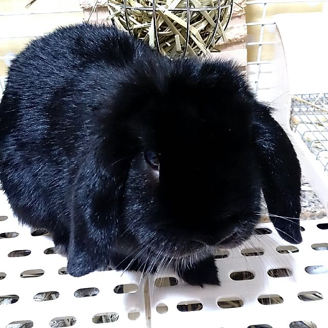 kosumoさんの実例写真