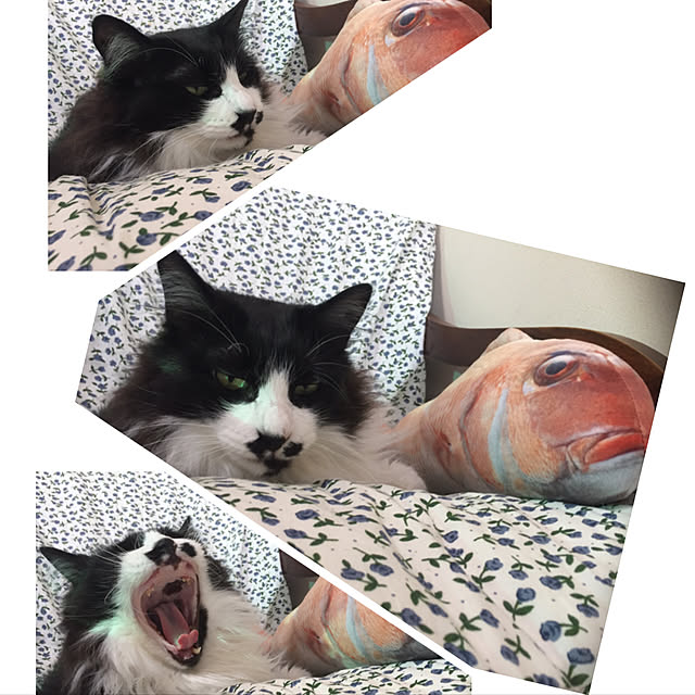 shigimiさんの実例写真