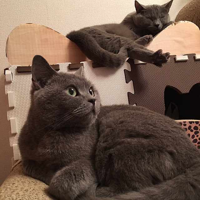 ikettenさんの実例写真