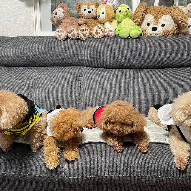 実例写真