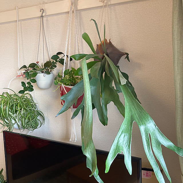 shimonokoさんの部屋