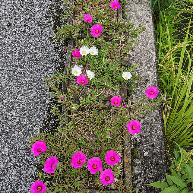 kouheiyuto24623takaさんの実例写真