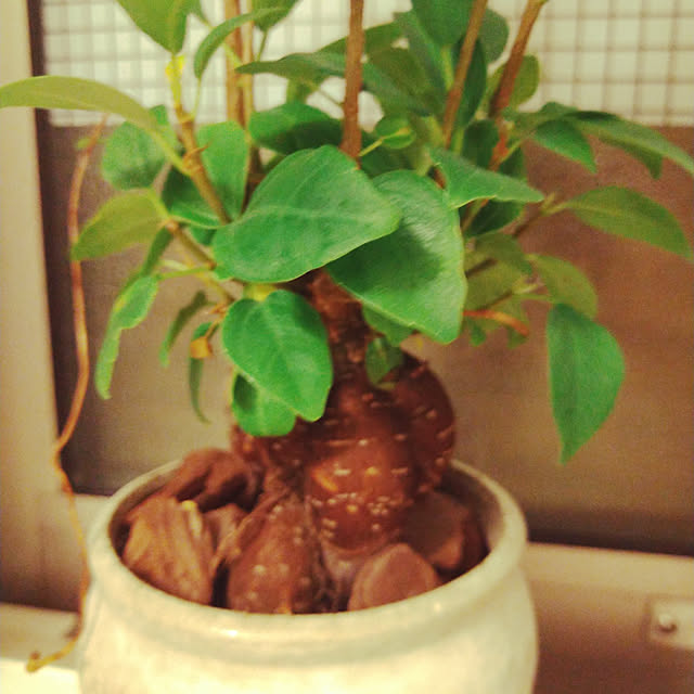 h-a-ri.mamaさんの実例写真