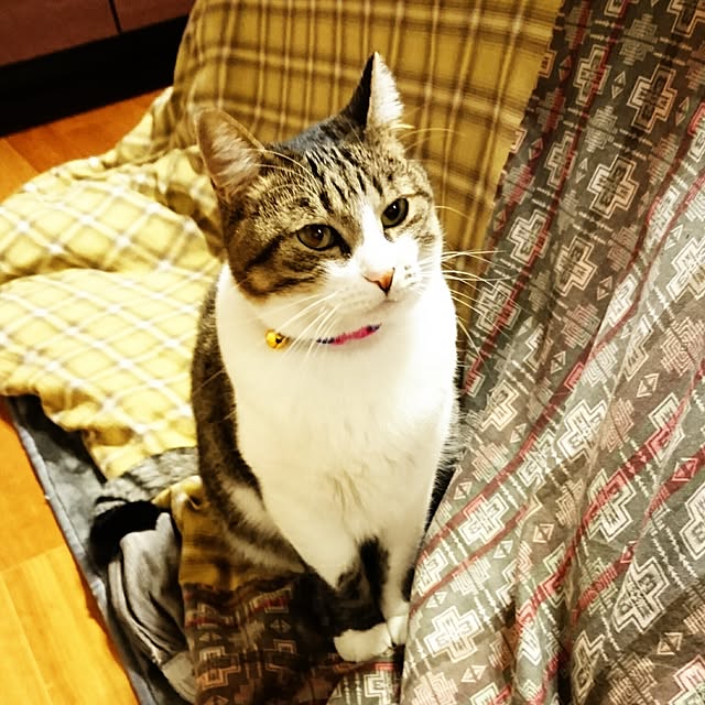annさんの実例写真