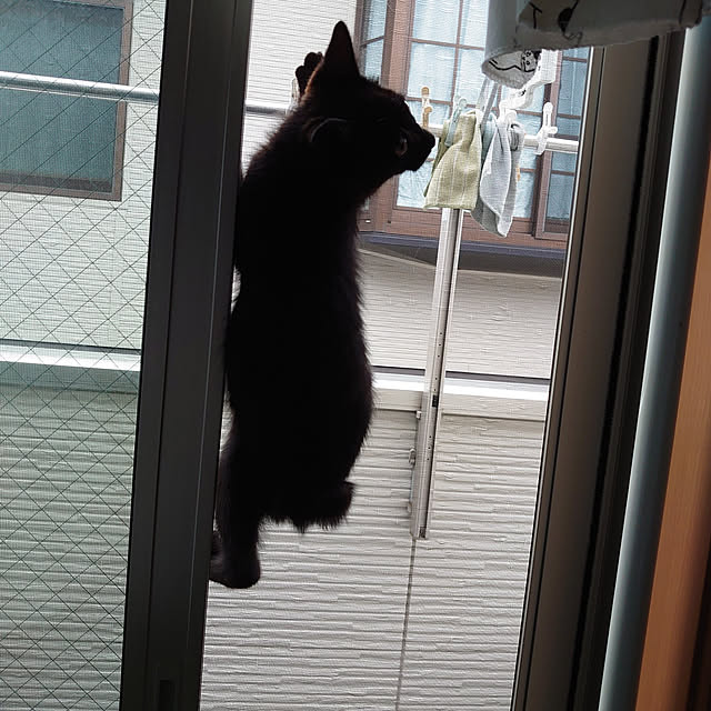 shinobuさんの実例写真