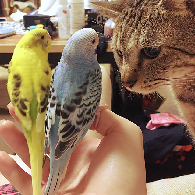 yooさんの実例写真