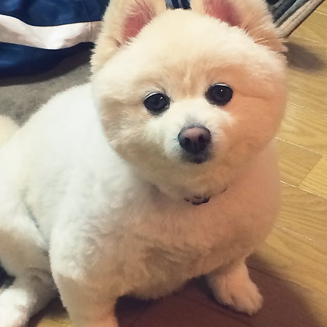yuppoさんの実例写真