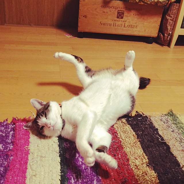 saisさんの実例写真