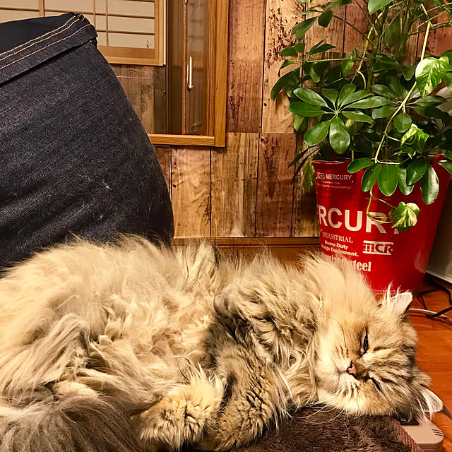 butachanさんの実例写真